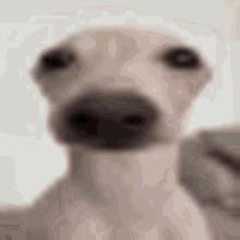 kuniipawz