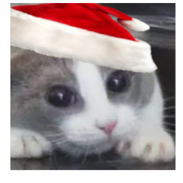 Coco_The_Cat