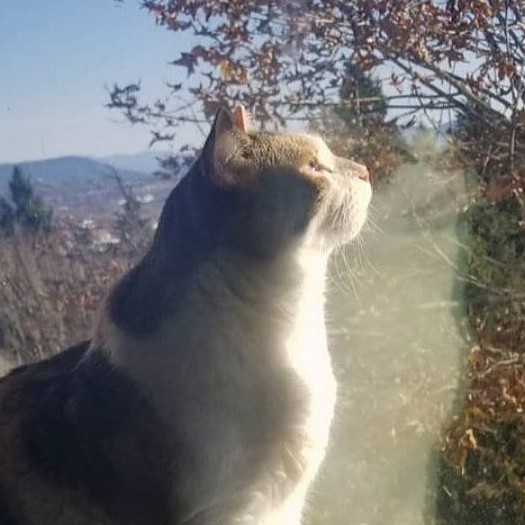 rerina