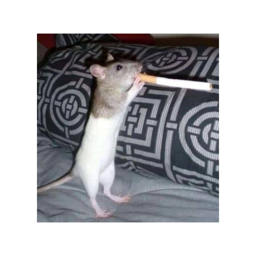 Alaa Swisy rat
