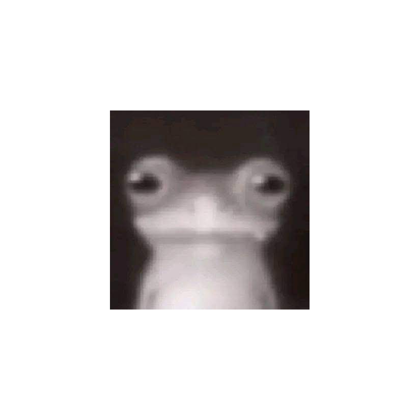 mr.duck