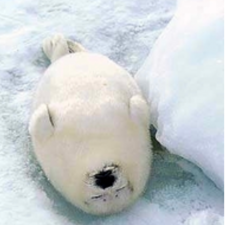 ごまふあざらし