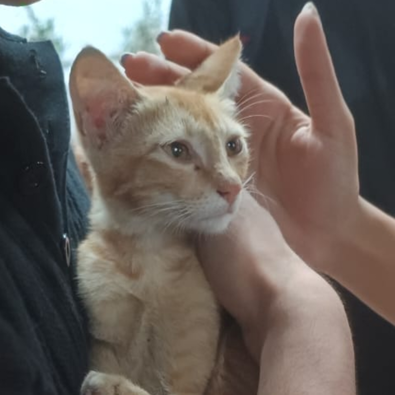 Oxzenn