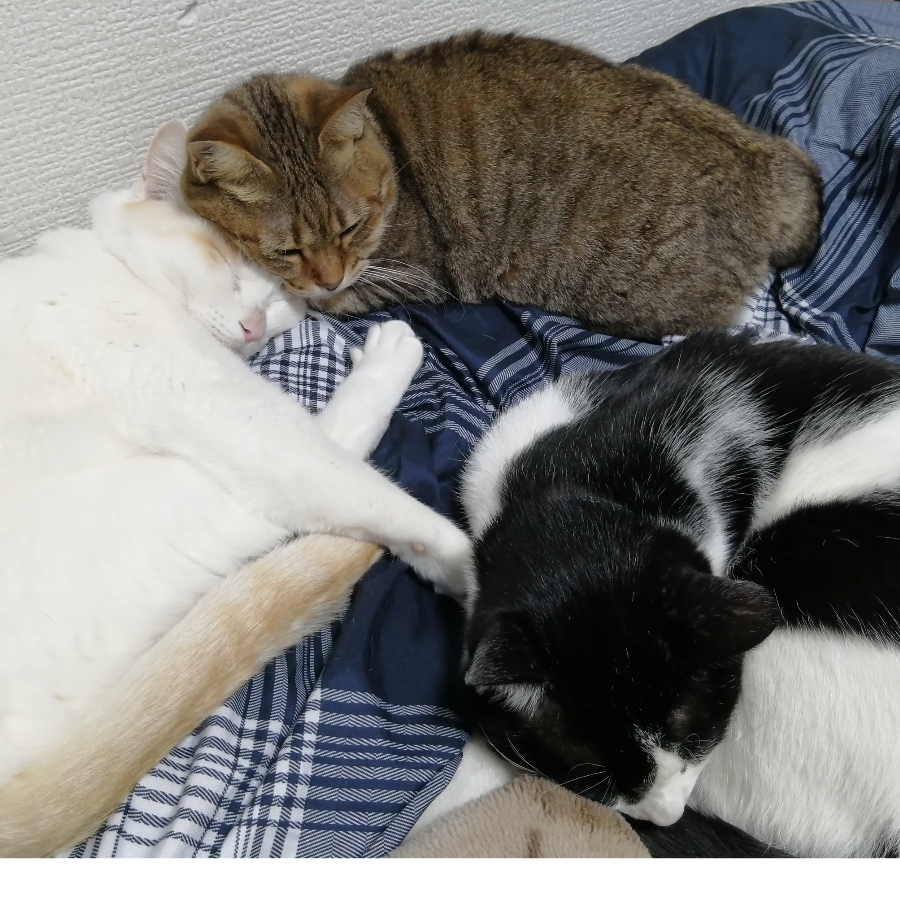 ココアシアンノアル