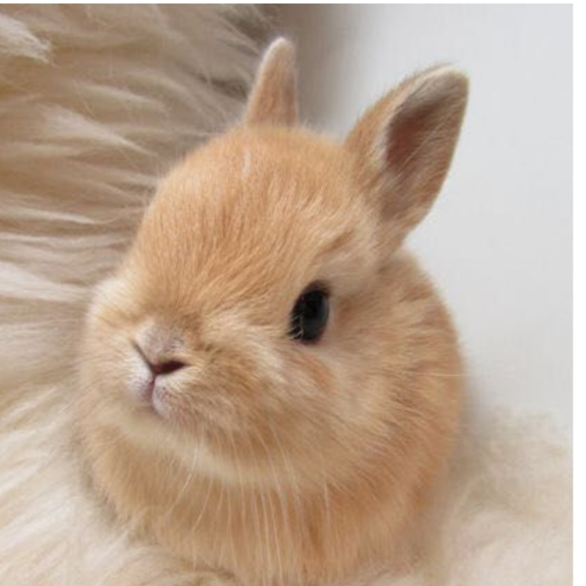 Cute.bunny_77733
