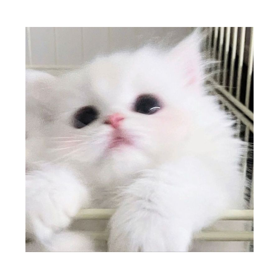 ʏᴜɴ(◍˃̶ᗜ˂̶◍)