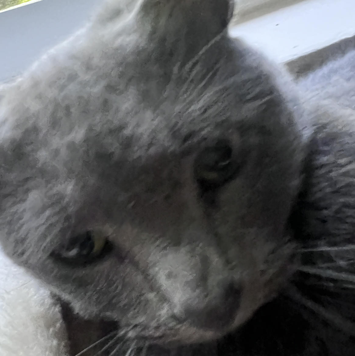 mimi