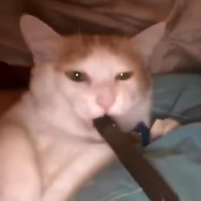 Vape Cat