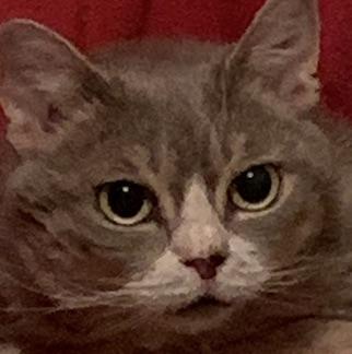 Belba