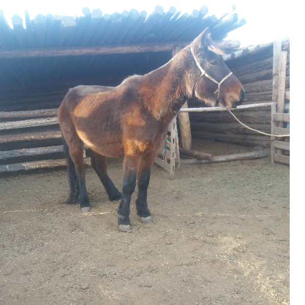 otgontenger boldbaatar