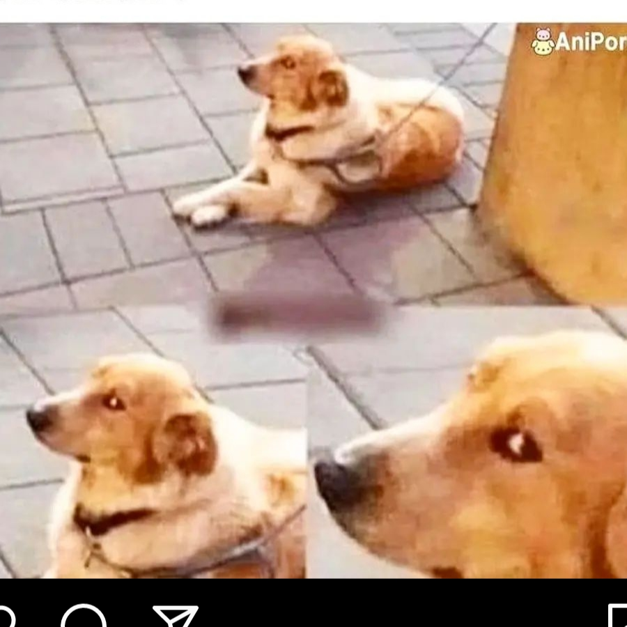 $_⍵_∀_₲_₲ ヅ