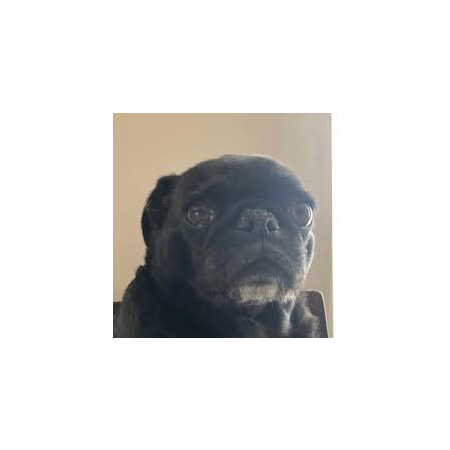 GrayhoundzzzLol