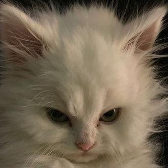 もこもこもこみち