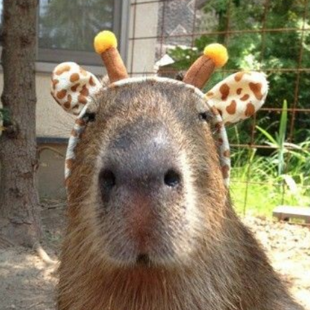 capybara909