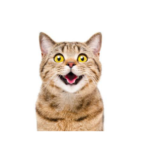 Meow meow lover