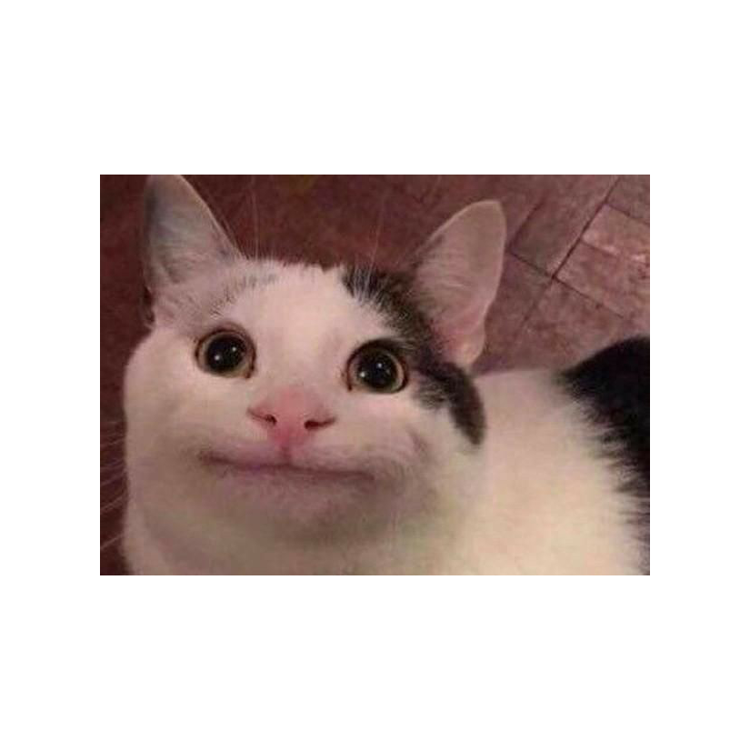 Beluga Cat