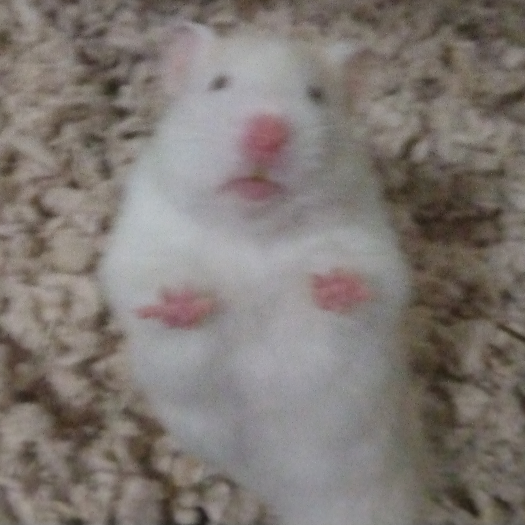 Hamster Lord