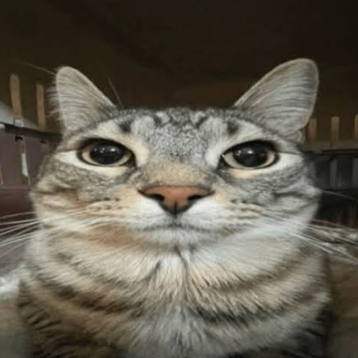SIGMA MEOW