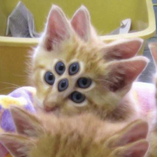 Reply Cats ฅ^•ﻌ•^ฅ