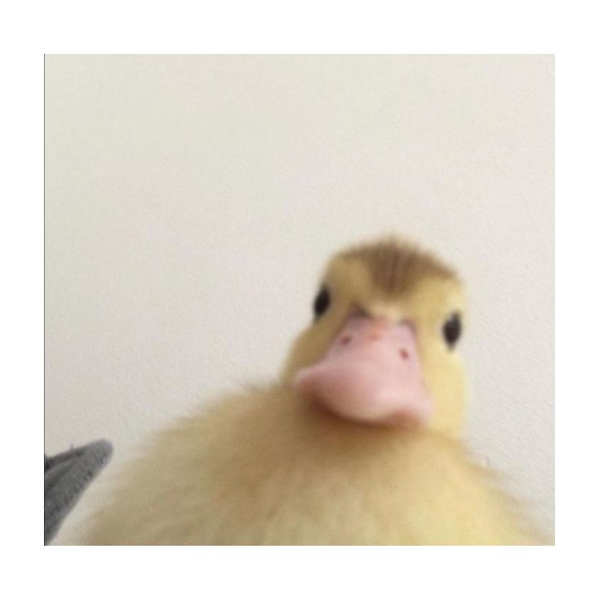 NewNoobDude