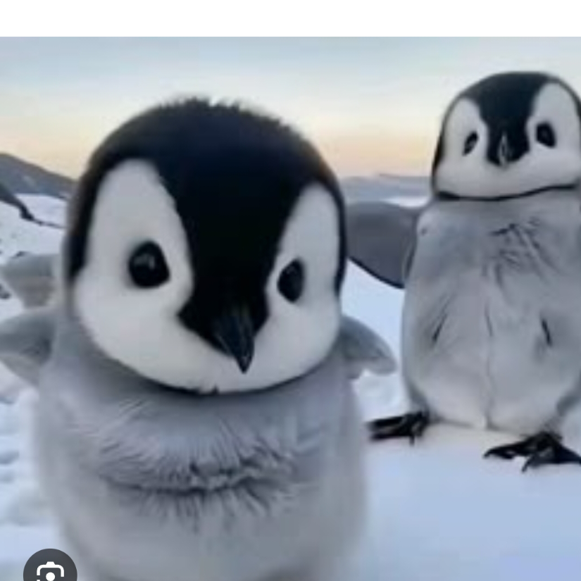 PenguinYanChan🌸💕