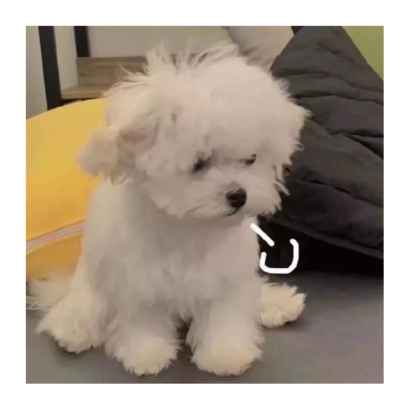 ตองเทพซ่า