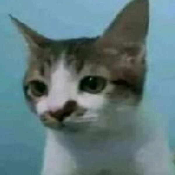 el gato valiente