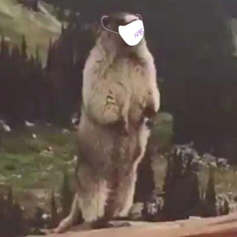 mouse2mouse