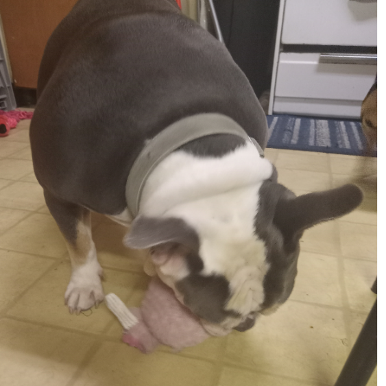 princess eggs coco video
