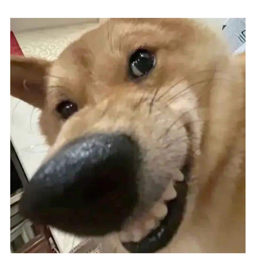 Vua Doggy