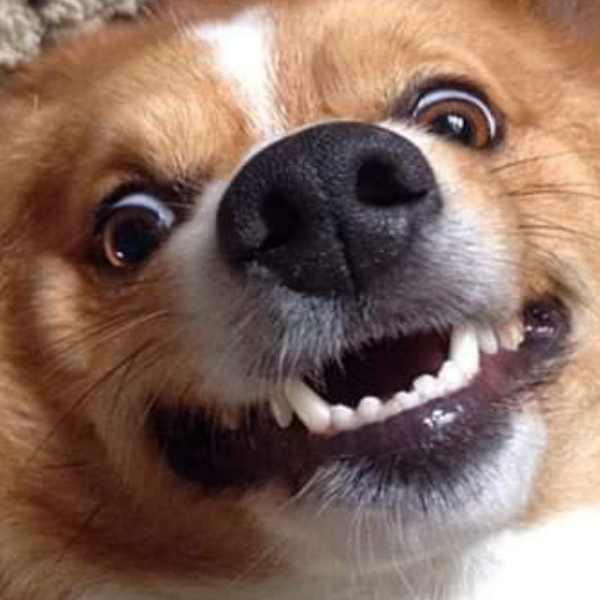 ธัญชนิต สิงห์ลอ