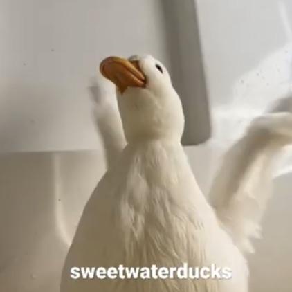 Sweetwaterducks