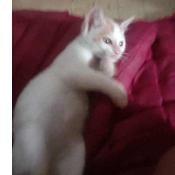 zzz kok turu