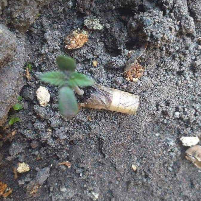 สองเขียงอยู่คอ