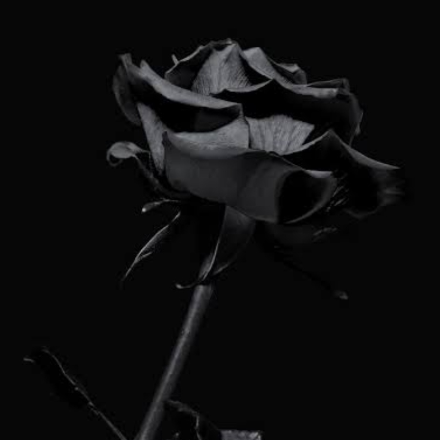 _BlackRoses_