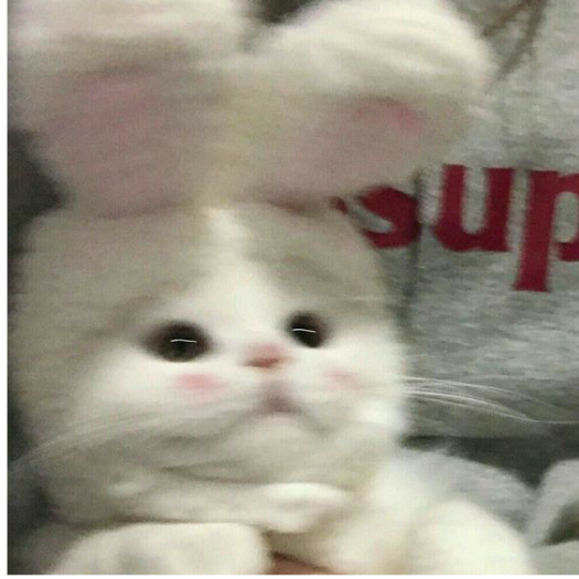 𝙀𝙇𝘼𝙄𝙉𝘼乂𝐖𝐈𝐁𝐔𝐒𝐎𝐅𝐓