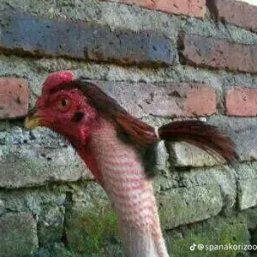COOL CHICKEN🥵