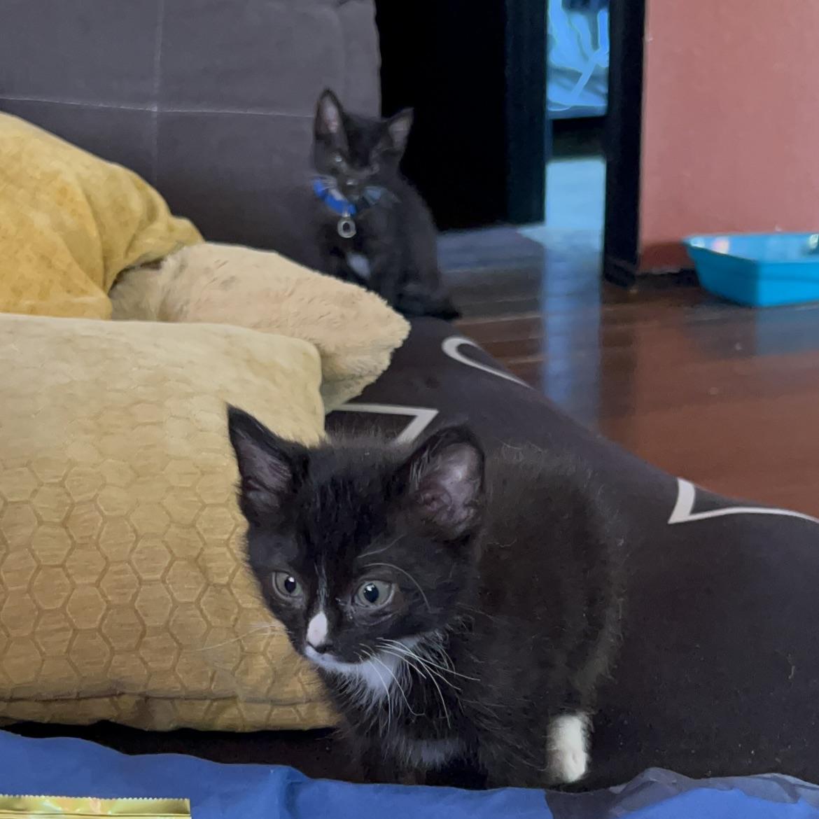 CrazyKitten
