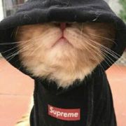 Supreme Giga Chad Cat