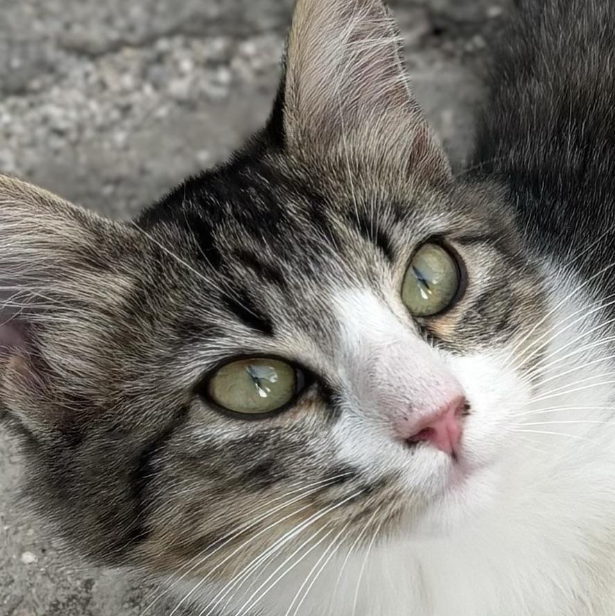 aCatCalledRenCup
