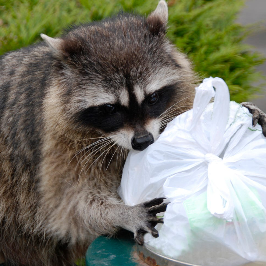 racoon87