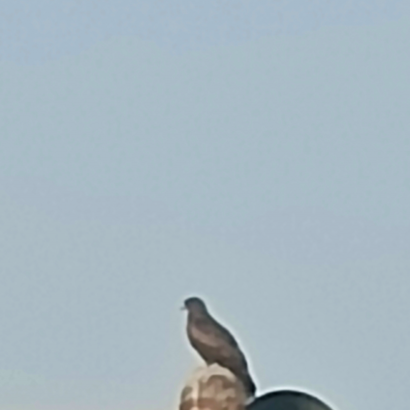 eagle
