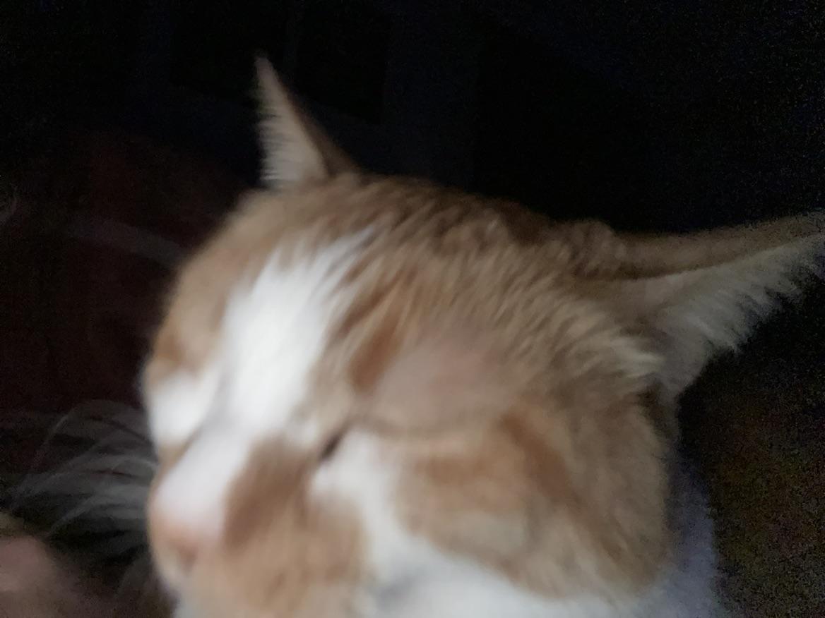 LoverOfCats