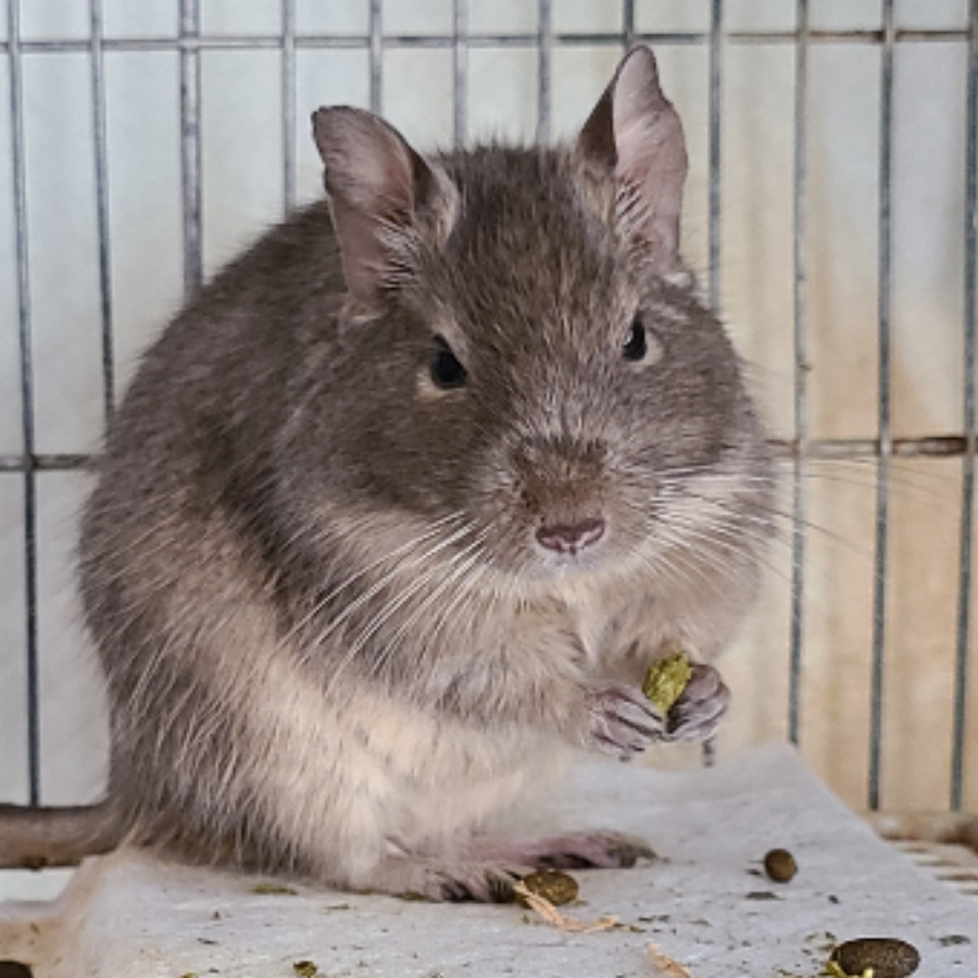 しろいこちゃん