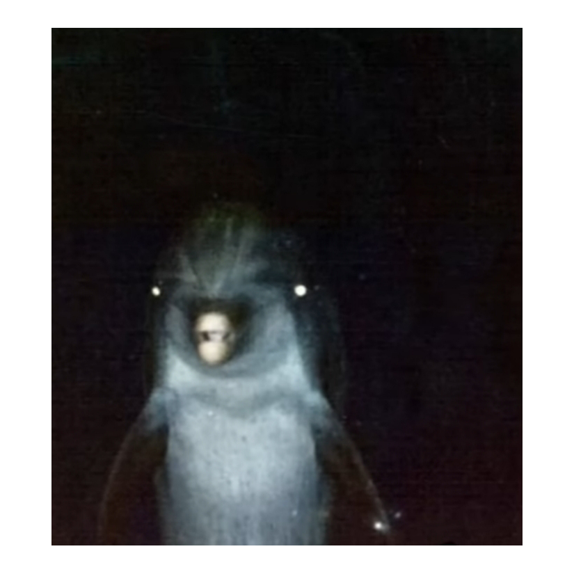 DelfinDiablo
