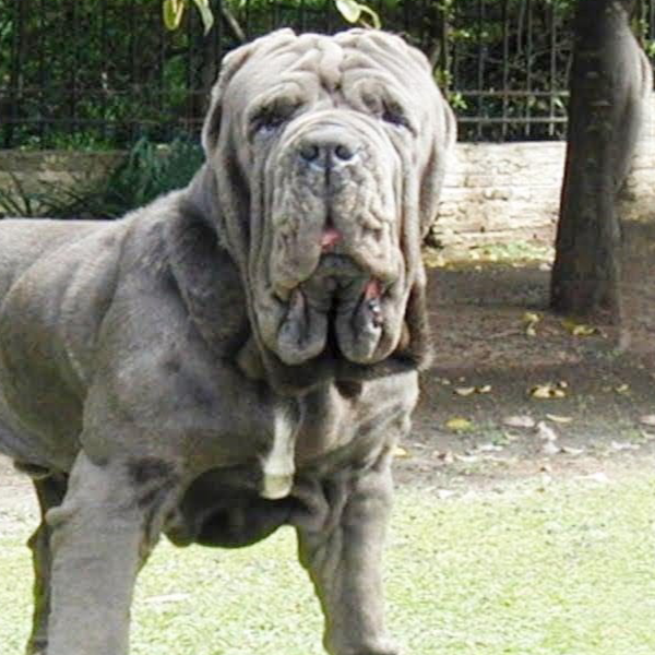 Cerberus.