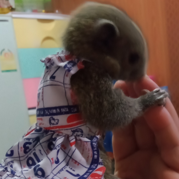 ภัทรวดี    ม่วงสวย