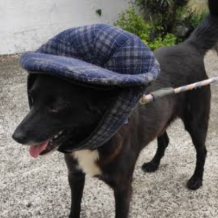 Dog  gelo e calculadora