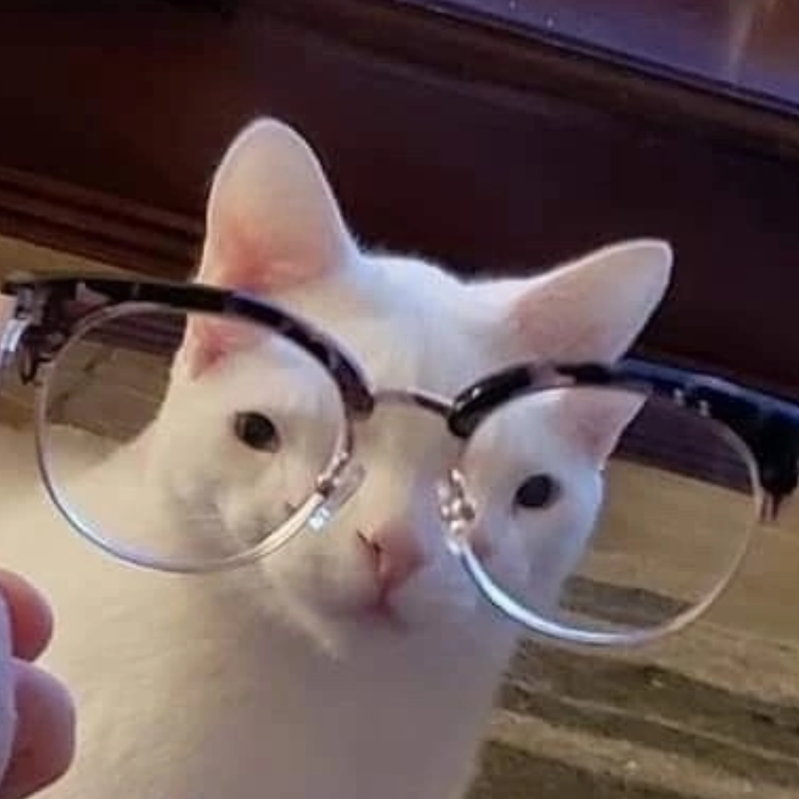 The cat with glasses