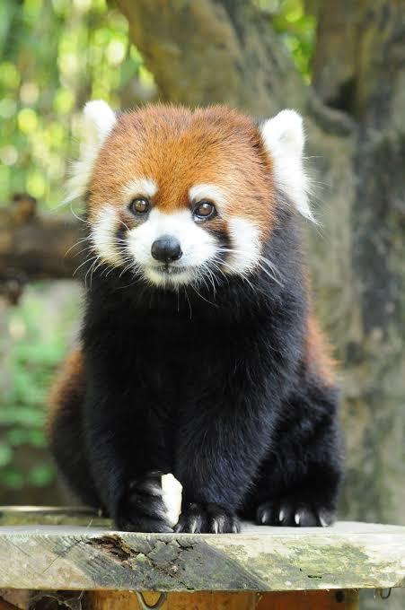 レッサーパンダ